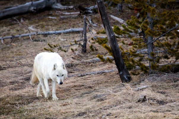 Yellowstone White Wolf